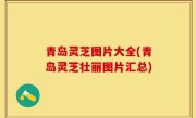青岛灵芝图片大全(青岛灵芝壮丽图片汇总)