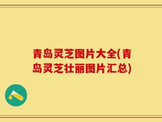 青岛灵芝图片大全(青岛灵芝壮丽图片汇总)