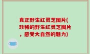 真正野生红灵芝图片(珍稀的野生红灵芝图片，感受大自然的魅力)