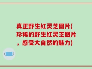 真正野生红灵芝图片(珍稀的野生红灵芝图片，感受大自然的魅力)