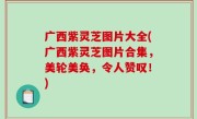 广西紫灵芝图片大全(广西紫灵芝图片合集，美轮美奂，令人赞叹！)
