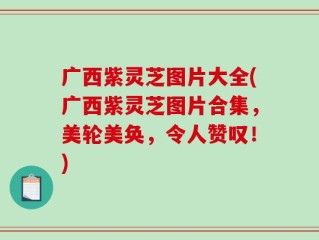 广西紫灵芝图片大全(广西紫灵芝图片合集，美轮美奂，令人赞叹！)