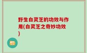 野生白灵芝的功效与作用(白灵芝之奇妙功效)
