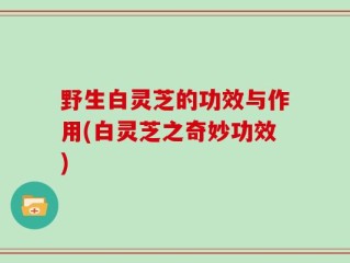 野生白灵芝的功效与作用(白灵芝之奇妙功效)