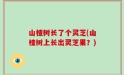 山楂树长了个灵芝(山楂树上长出灵芝果？)
