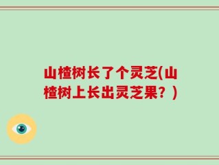 山楂树长了个灵芝(山楂树上长出灵芝果？)