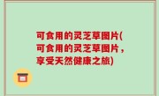 可食用的灵芝草图片(可食用的灵芝草图片，享受天然健康之旅)