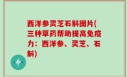 西洋参灵芝石斛图片(三种草药帮助提高免疫力：西洋参、灵芝、石斛)
