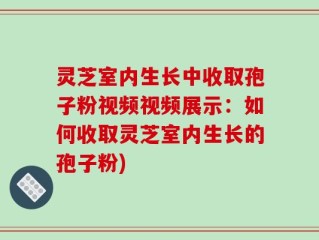 灵芝室内生长中收取孢子粉视频视频展示：如何收取灵芝室内生长的孢子粉)
