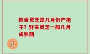 树舌灵芝是几月份产孢子？野生灵芝一般几月成熟期