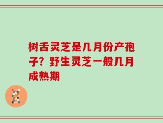 树舌灵芝是几月份产孢子？野生灵芝一般几月成熟期