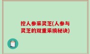 挖人参采灵芝(人参与灵芝的双重采摘秘诀)