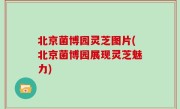 北京菌博园灵芝图片(北京菌博园展现灵芝魅力)
