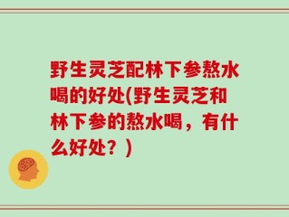 野生灵芝配林下参熬水喝的好处(野生灵芝和林下参的熬水喝，有什么好处？)