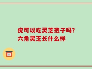 疣可以吃灵芝孢子吗？六角灵芝长什么样