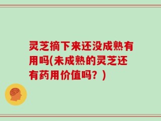 灵芝摘下来还没成熟有用吗(未成熟的灵芝还有药用价值吗？)