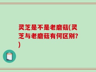 灵芝是不是老磨菇(灵芝与老磨菇有何区别？)