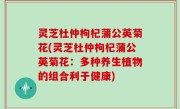 灵芝杜仲枸杞蒲公英菊花(灵芝杜仲枸杞蒲公英菊花：多种养生植物的组合利于健康)