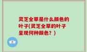 灵芝全草是什么颜色的叶子(灵芝全草的叶子呈现何种颜色？)