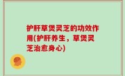 护肝草煲灵芝的功效作用(护肝养生，草煲灵芝治愈身心)
