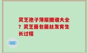 灵芝孢子薄层图谱大全？灵芝菌包菌丝发育生长过程