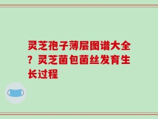 灵芝孢子薄层图谱大全？灵芝菌包菌丝发育生长过程