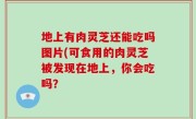 地上有肉灵芝还能吃吗图片(可食用的肉灵芝被发现在地上，你会吃吗？