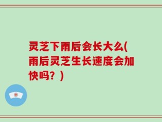 灵芝下雨后会长大么(雨后灵芝生长速度会加快吗？)