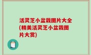 活灵芝小盆栽图片大全(精美活灵芝小盆栽图片大赏)