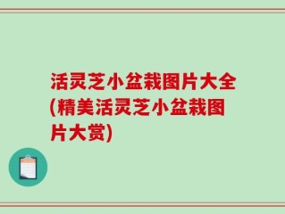 活灵芝小盆栽图片大全(精美活灵芝小盆栽图片大赏)