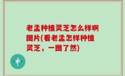 老孟种植灵芝怎么样啊图片(看老孟怎样种植灵芝，一图了然)