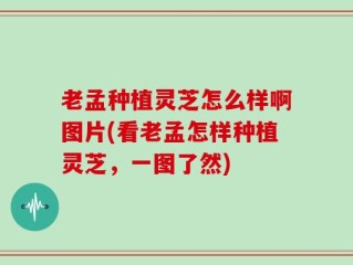老孟种植灵芝怎么样啊图片(看老孟怎样种植灵芝，一图了然)