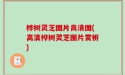 桦树灵芝图片高清图(高清桦树灵芝图片赏析)