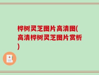 桦树灵芝图片高清图(高清桦树灵芝图片赏析)