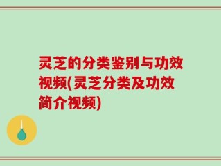 灵芝的分类鉴别与功效视频(灵芝分类及功效简介视频)