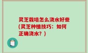 灵芝栽培怎么浇水好些(灵芝种植技巧：如何正确浇水？)