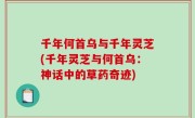 千年何首乌与千年灵芝(千年灵芝与何首乌：神话中的草药奇迹)
