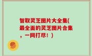 智取灵芝图片大全集(最全面的灵芝图片合集，一网打尽！)
