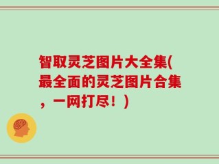 智取灵芝图片大全集(最全面的灵芝图片合集，一网打尽！)