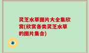灵芝水草图片大全集欣赏(欣赏各类灵芝水草的图片集合)