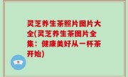 灵芝养生茶照片图片大全(灵芝养生茶图片全集：健康美好从一杯茶开始)