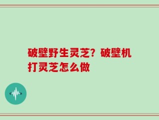破壁野生灵芝？破壁机打灵芝怎么做