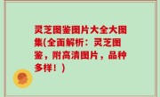 灵芝图鉴图片大全大图集(全面解析：灵芝图鉴，附高清图片，品种多样！)
