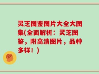 灵芝图鉴图片大全大图集(全面解析：灵芝图鉴，附高清图片，品种多样！)