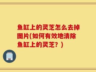 鱼缸上的灵芝怎么去掉图片(如何有效地清除鱼缸上的灵芝？)