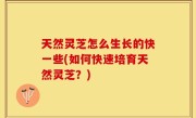 天然灵芝怎么生长的快一些(如何快速培育天然灵芝？)