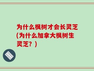 为什么枫树才会长灵芝(为什么加拿大枫树生灵芝？)
