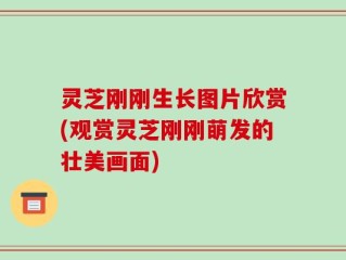 灵芝刚刚生长图片欣赏(观赏灵芝刚刚萌发的壮美画面)