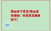燕山林下灵芝(燕山深处探秘：珍贵灵芝藏身林下)