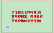 灵芝和三七桦树茸(灵芝与桦树茸：两种具有药用价值的天然植物)